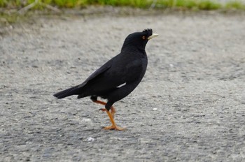 Crested Myna 淀川河川公園 Sun, 3/31/2024