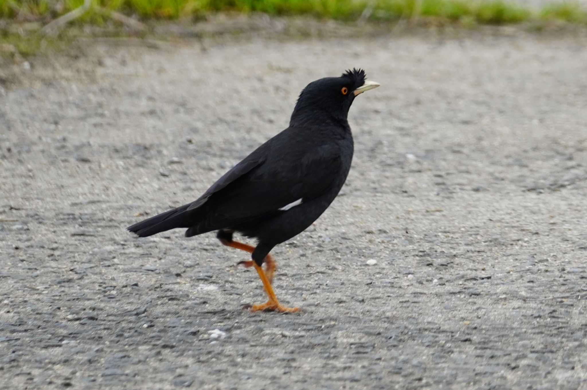 Crested Myna