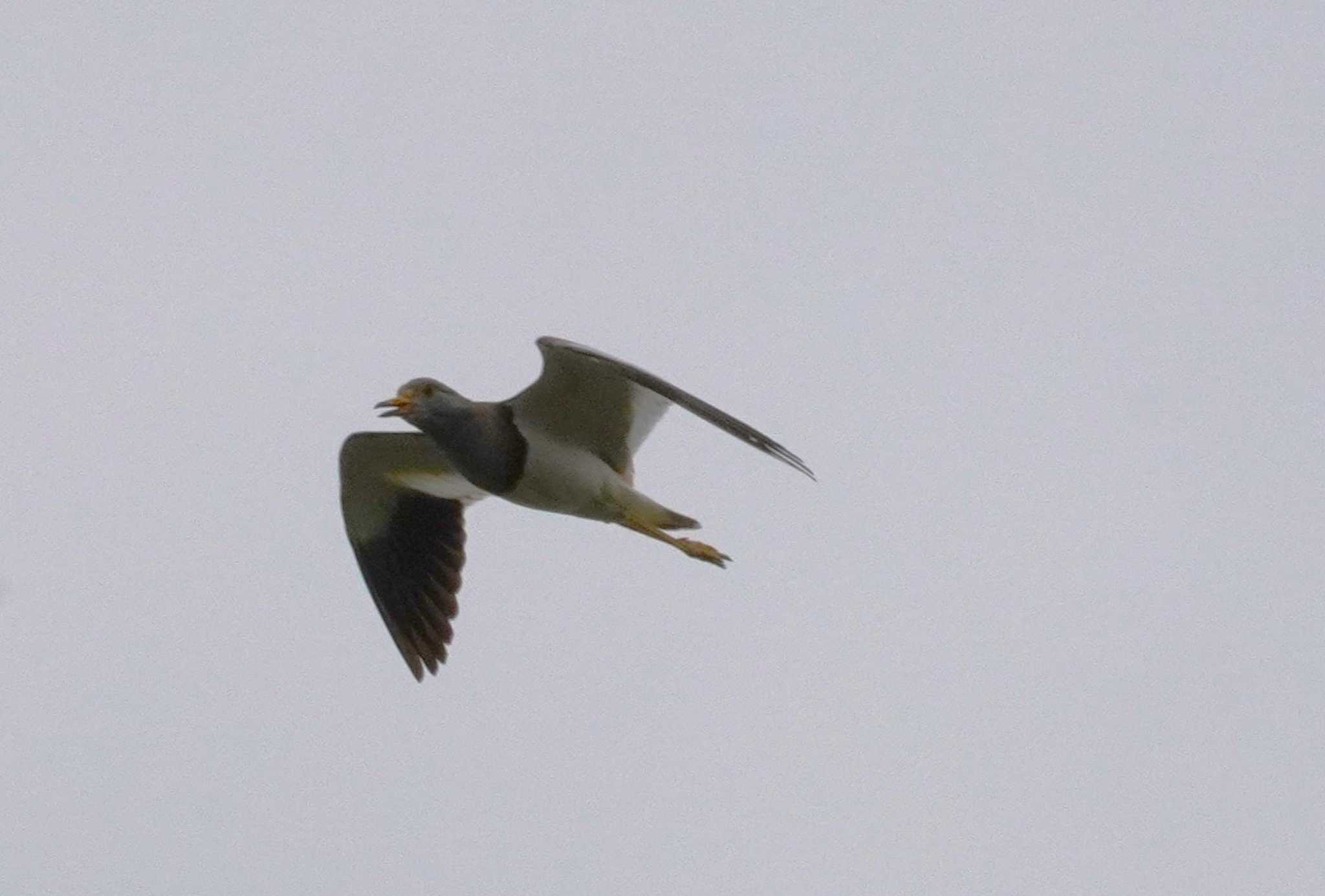 Grey-headed Lapwing