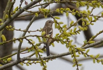 Siberian Long-tailed Rosefinch 淀川河川公園 Sun, 3/31/2024