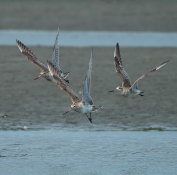 Bar-tailed Godwit 千葉県 Tue, 4/2/2024