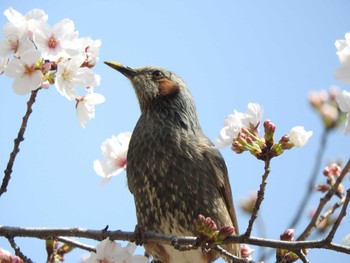 ヒヨドリ 小瀬スポーツ公園 2024年4月2日(火)