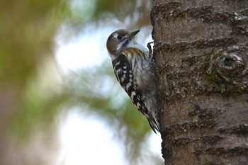 Japanese Pygmy Woodpecker 筑波実験植物園 Wed, 3/20/2024