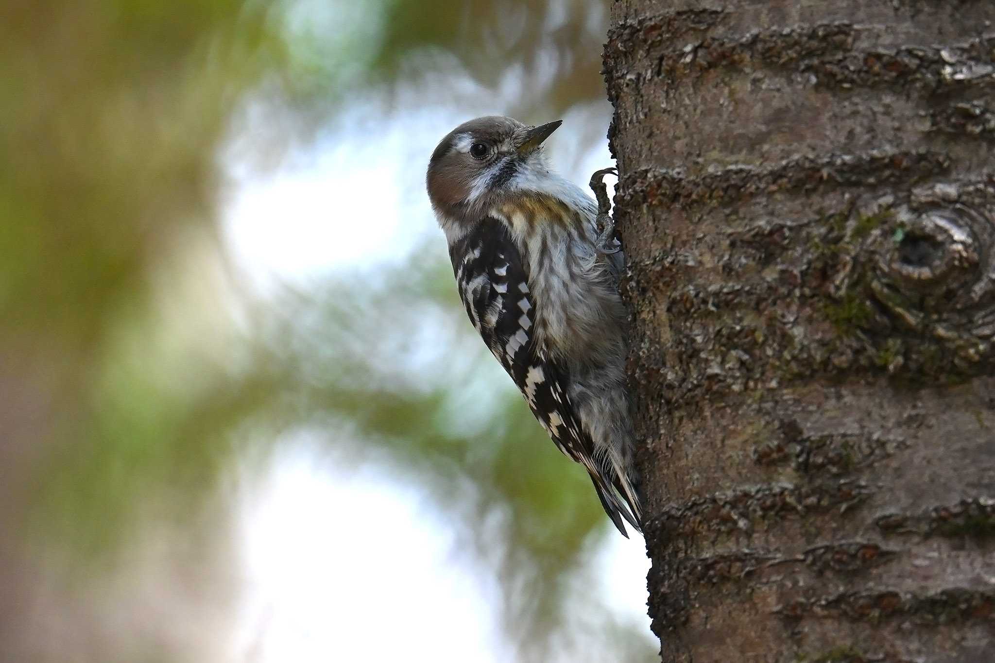 Photo of Japanese Pygmy Woodpecker at 筑波実験植物園 by Rothlega