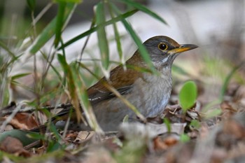 シロハラ 筑波実験植物園 2024年3月20日(水)