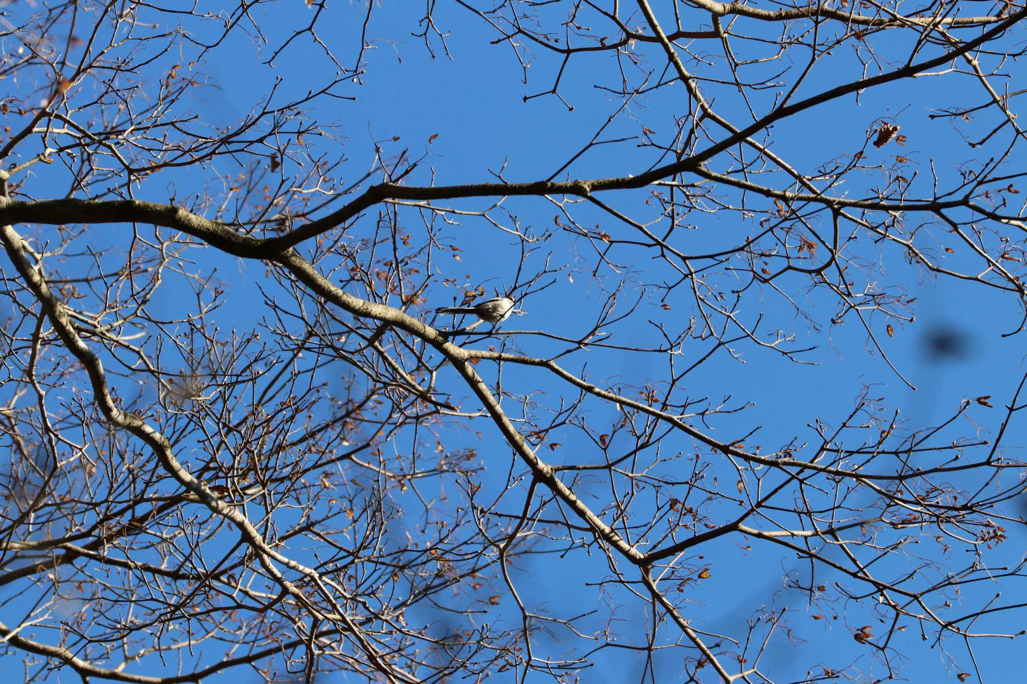 Long-tailed Tit