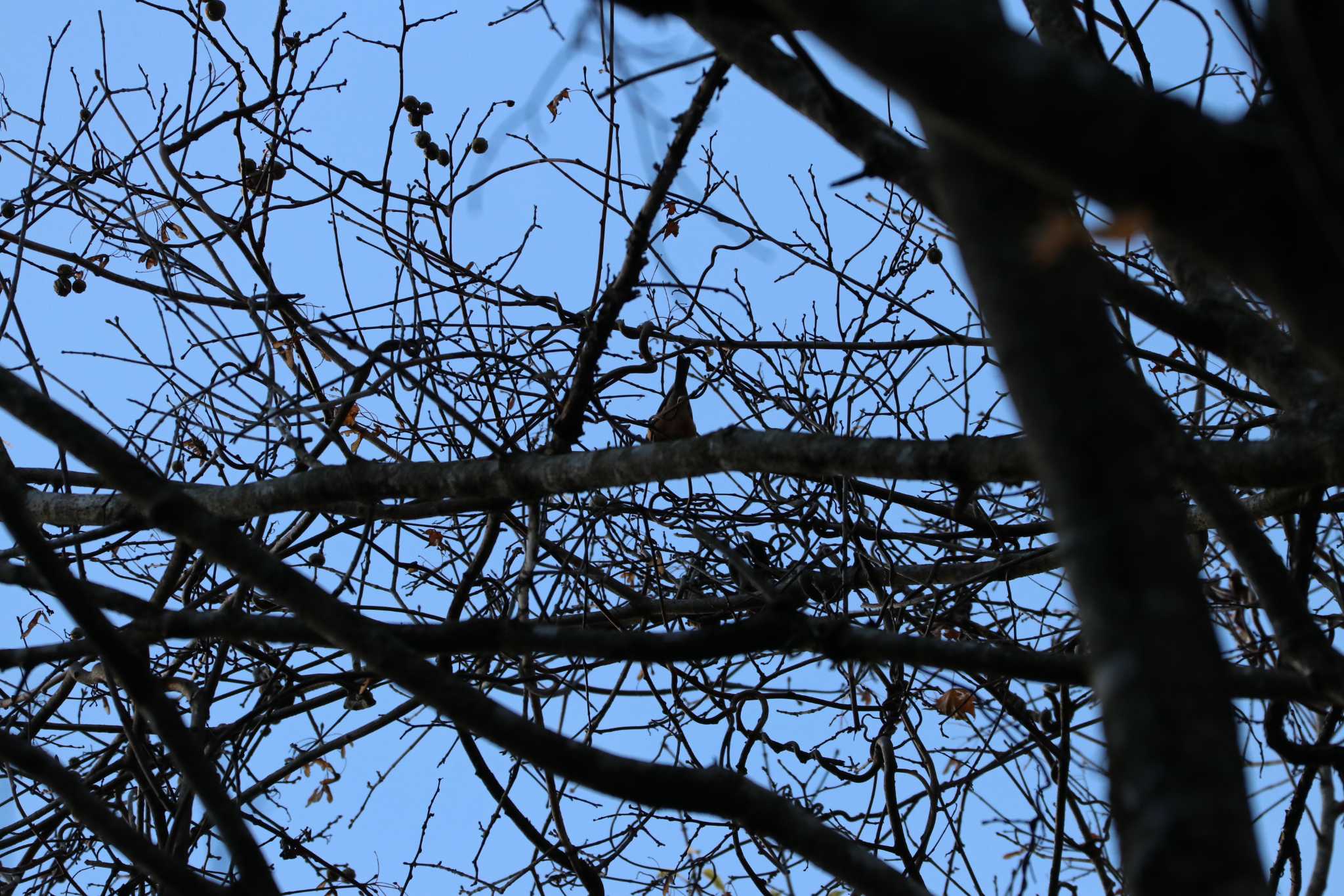 Varied Tit