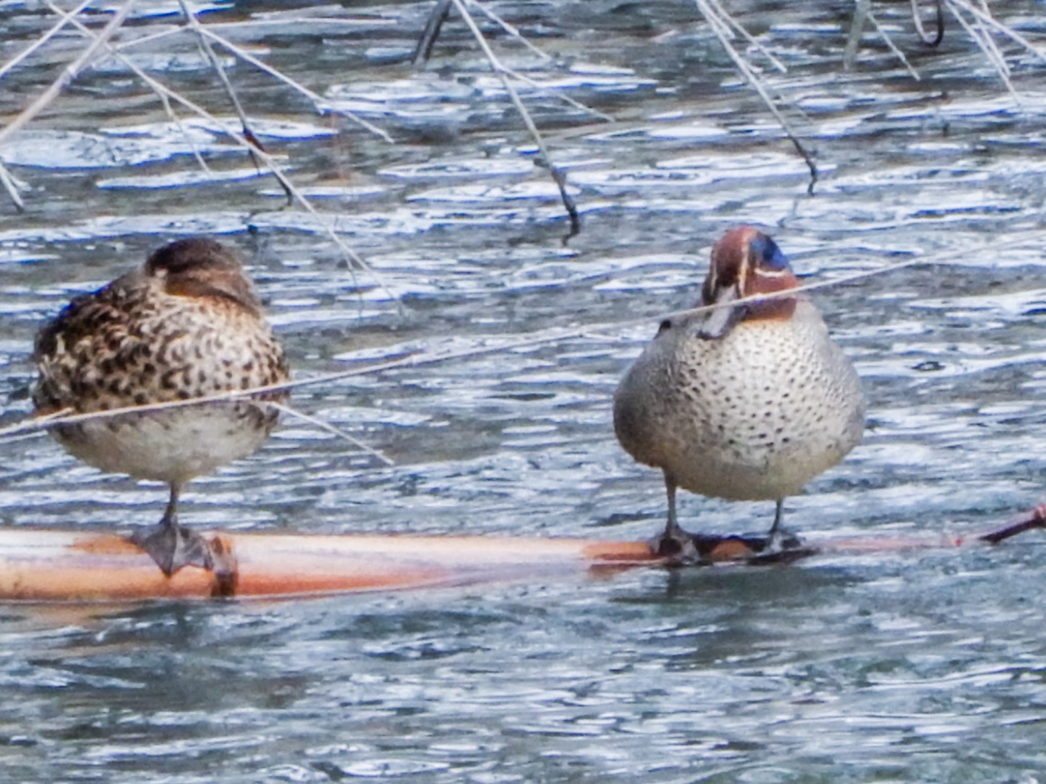 Photo of Eurasian Teal at 鶴ヶ城 by HIKARI  ξ(｡◕ˇ◊ˇ◕｡)ξ