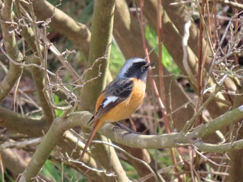 Daurian Redstart 平筒沼(宮城県登米市) Thu, 3/28/2024