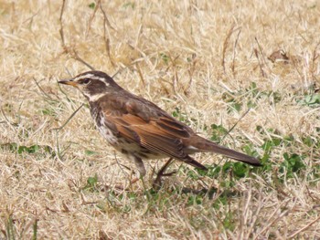 Dusky Thrush 平筒沼(宮城県登米市) Thu, 3/28/2024