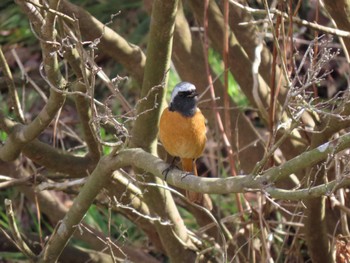 Daurian Redstart 平筒沼(宮城県登米市) Thu, 3/28/2024