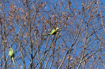 Rose-ringed Parakeet Shakujii Park Mon, 1/1/2024