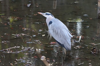 アオサギ 石神井公園 2024年1月1日(月)