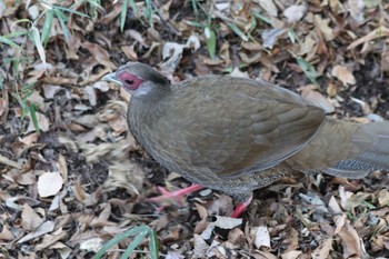 Silver Pheasant Shakujii Park Mon, 1/1/2024