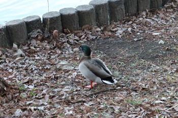 Mallard x Eastern Spot-billed Duck Shakujii Park Mon, 1/1/2024