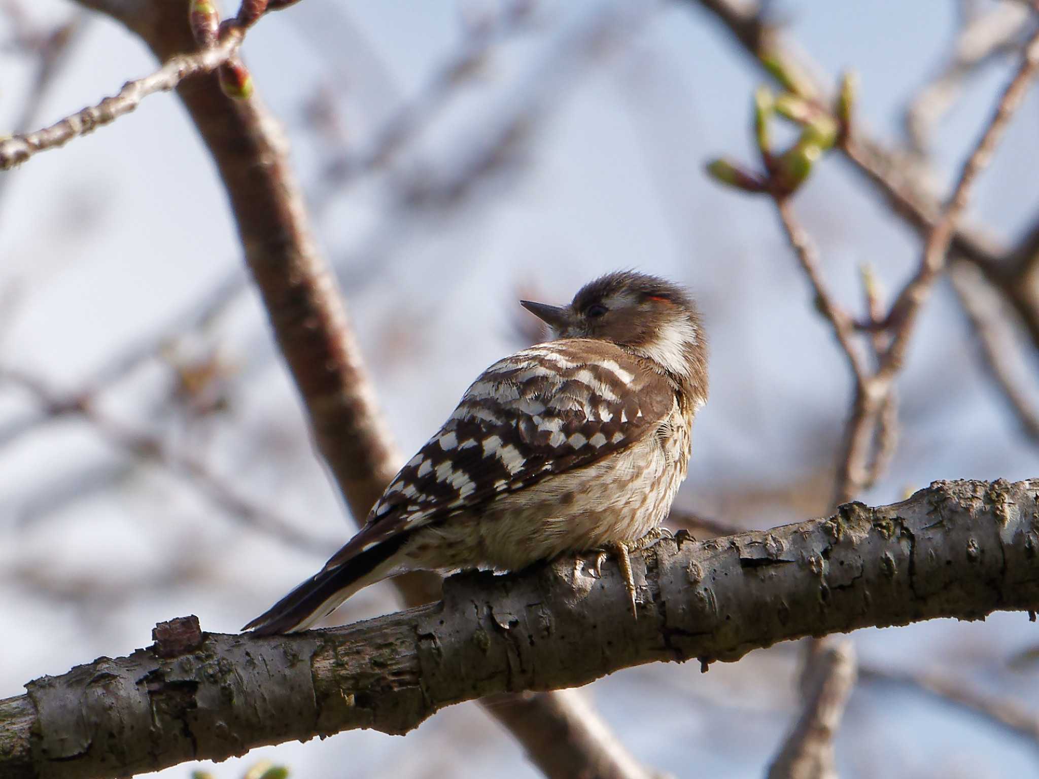 Photo of Japanese Pygmy Woodpecker at 横浜市立金沢自然公園 by しおまつ