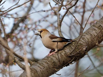 Hawfinch 横浜市立金沢自然公園 Tue, 4/2/2024