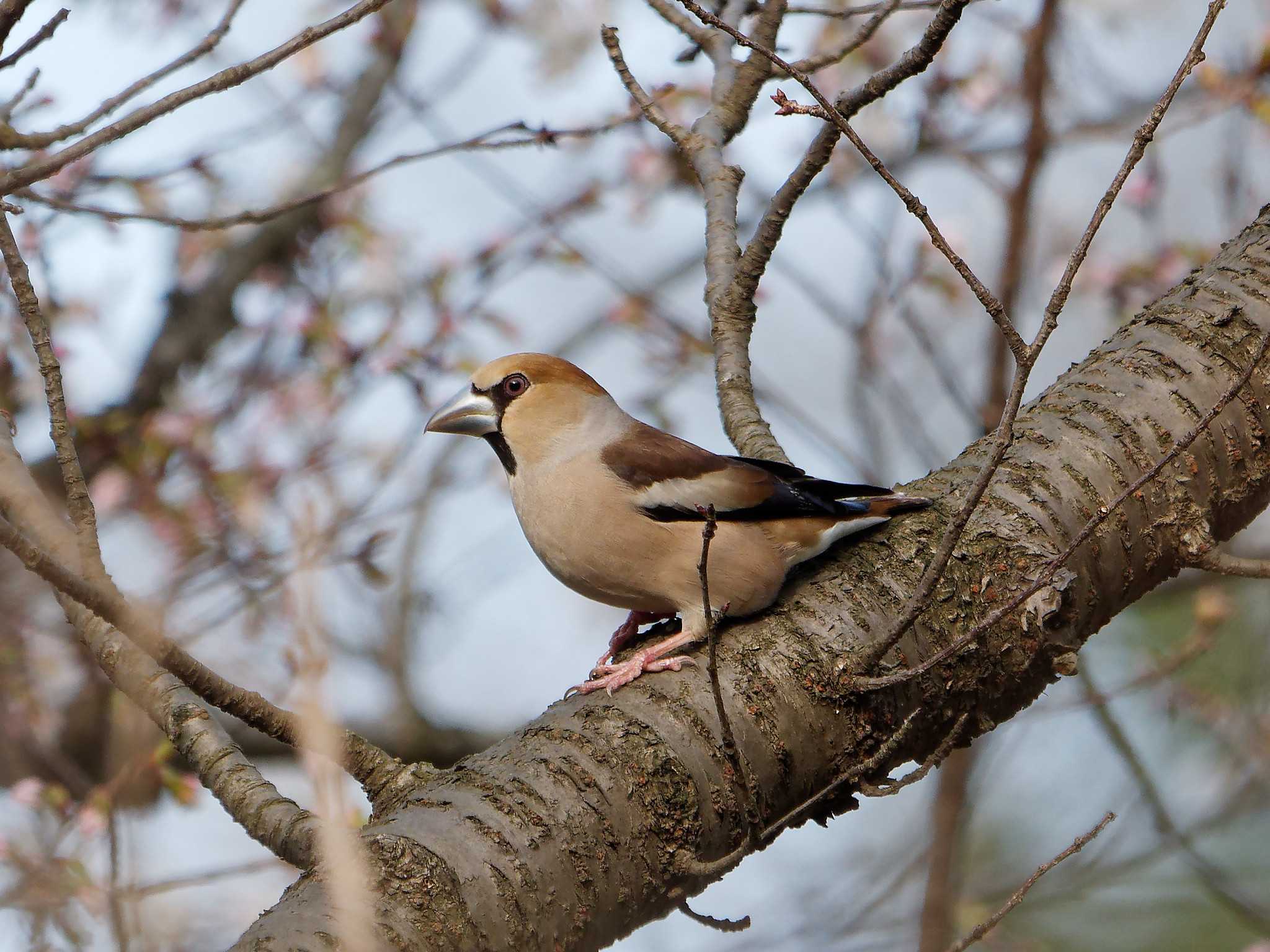 Photo of Hawfinch at 横浜市立金沢自然公園 by しおまつ