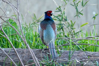 Green Pheasant 大北川 Tue, 4/2/2024