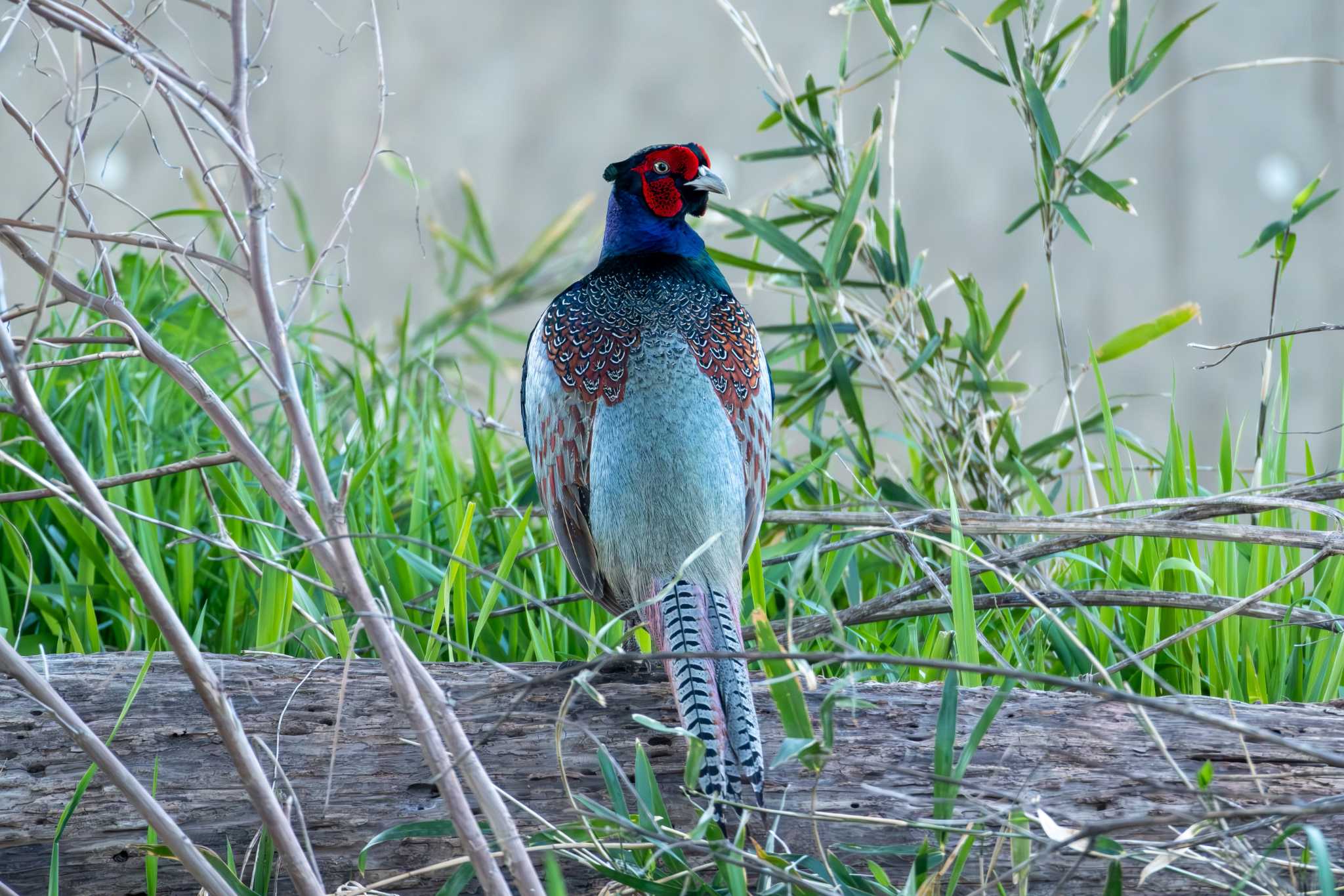 Photo of Green Pheasant at 大北川 by MNB EBSW