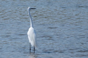 Great Egret(modesta)  大北川 Tue, 4/2/2024