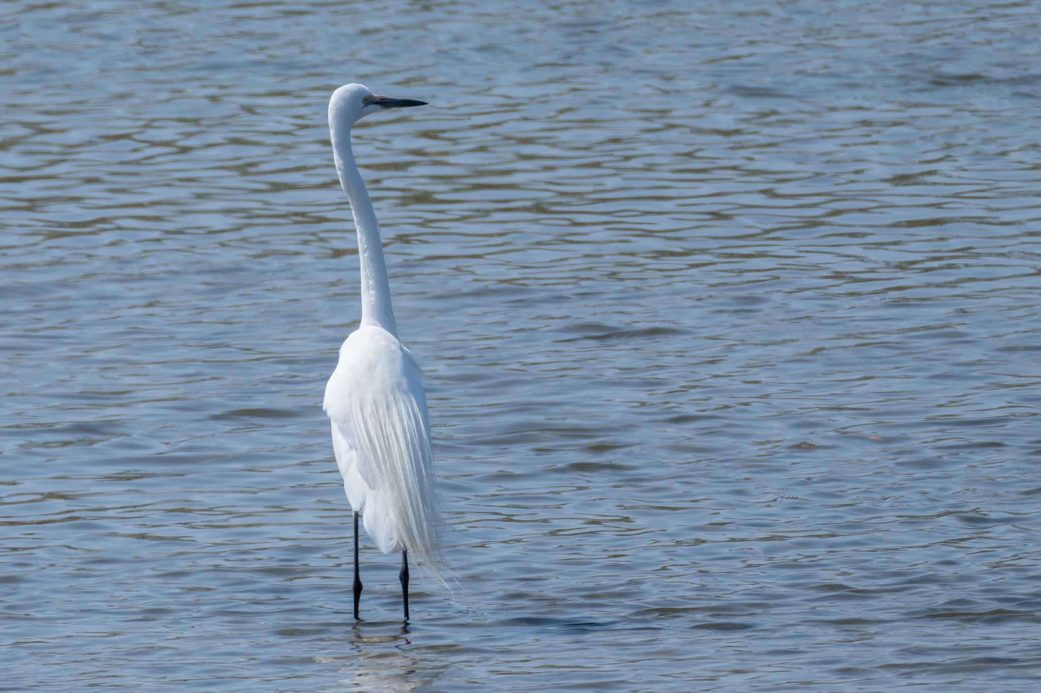 Photo of Great Egret(modesta)  at 大北川 by MNB EBSW