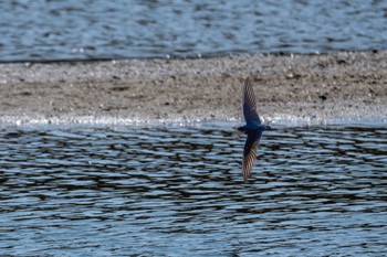 Barn Swallow 大北川 Tue, 4/2/2024