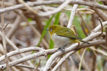 Warbling White-eye 東京都 Thu, 3/28/2024