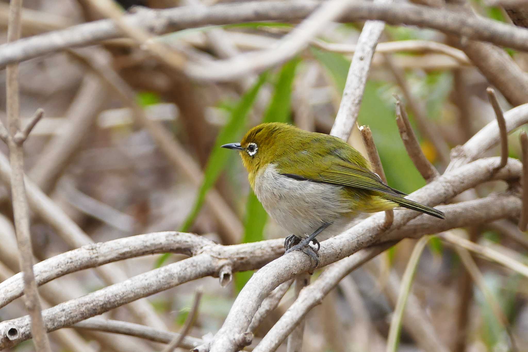 Photo of Warbling White-eye at 東京都 by アカウント5509