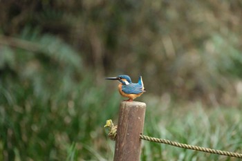 カワセミ 愛鷹広域公園 2024年4月2日(火)