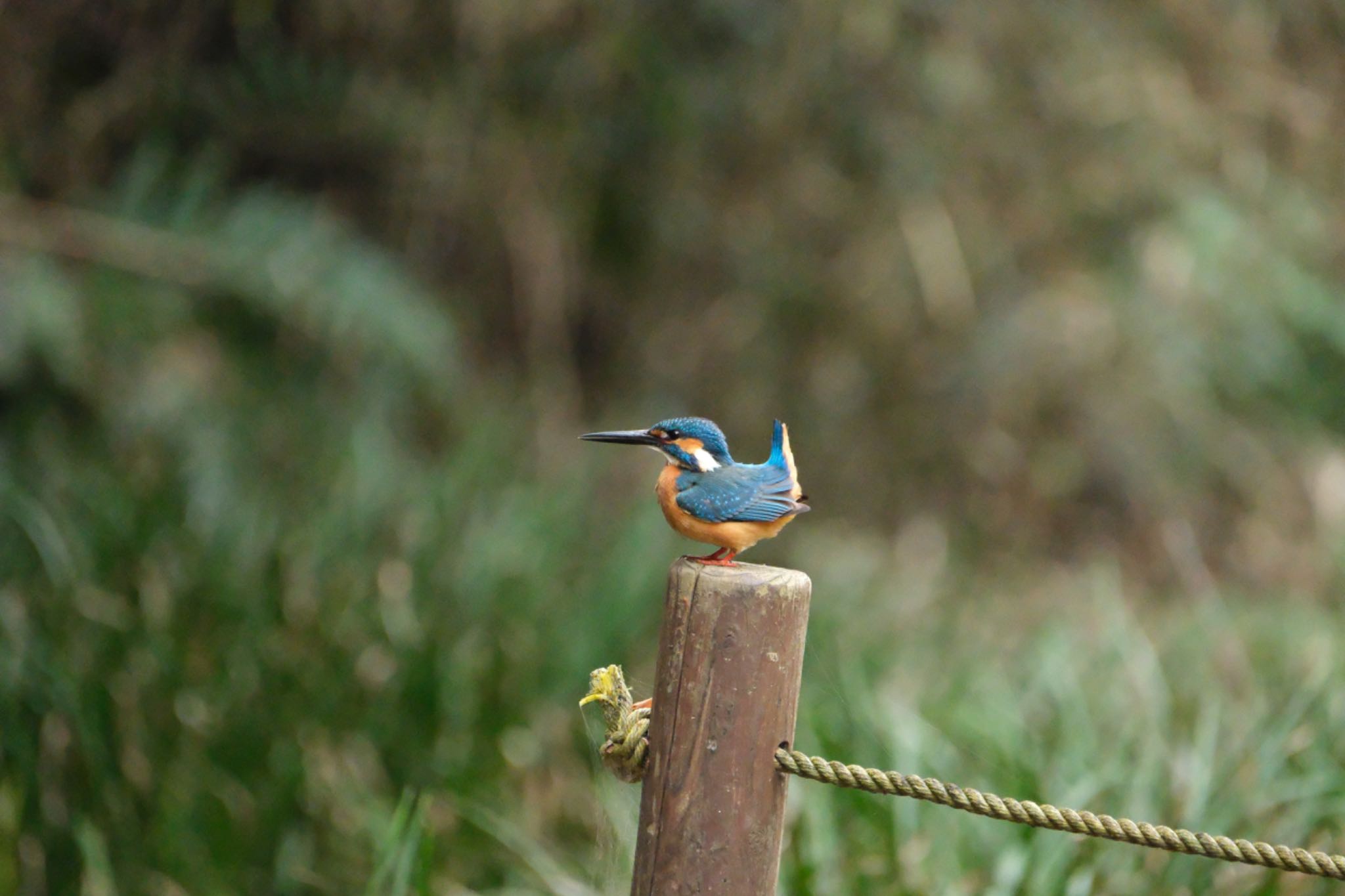 Photo of Common Kingfisher at 愛鷹広域公園 by ポン介