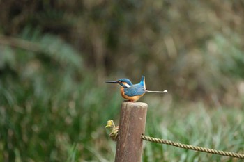 カワセミ 愛鷹広域公園 2024年4月2日(火)