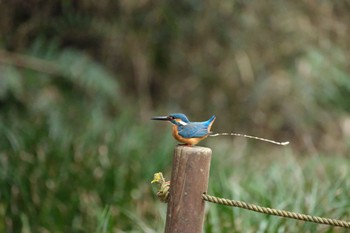 Common Kingfisher 愛鷹広域公園 Tue, 4/2/2024