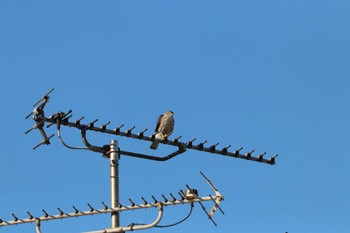 Japanese Sparrowhawk Unknown Spots Sun, 10/22/2023