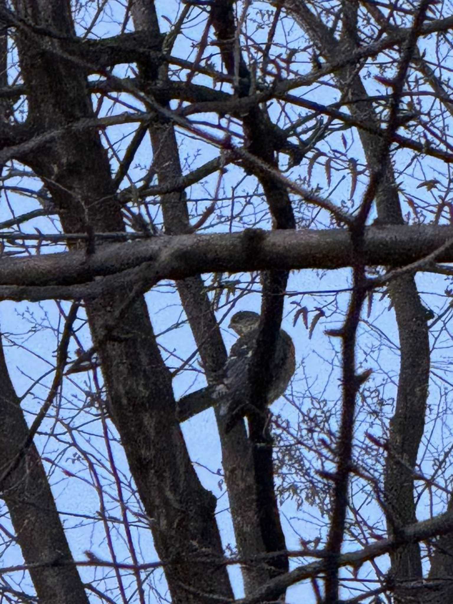 Japanese Sparrowhawk