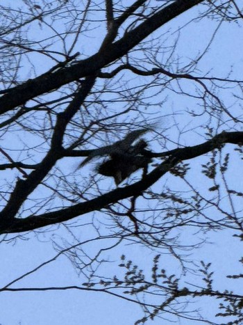 Japanese Sparrowhawk MFχ(23区西部) Tue, 4/2/2024