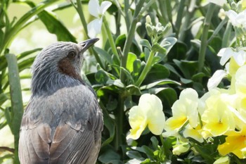 Brown-eared Bulbul 横浜市 Tue, 4/2/2024