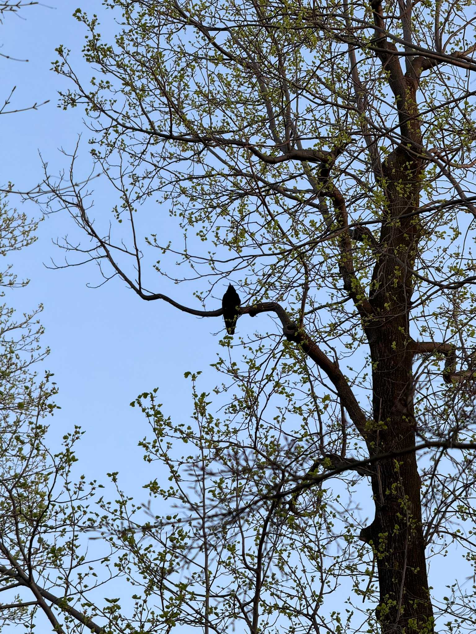 Carrion Crow