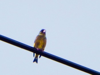 Grey-capped Greenfinch 阿賀川(福島県) Fri, 3/29/2024