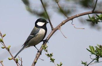 シジュウカラ 雑木林 2024年4月2日(火)