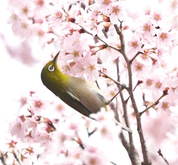 Warbling White-eye 東京都多摩地域 Thu, 3/21/2024