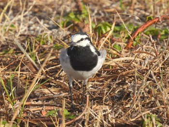 White Wagtail Sambanze Tideland Sat, 3/30/2024