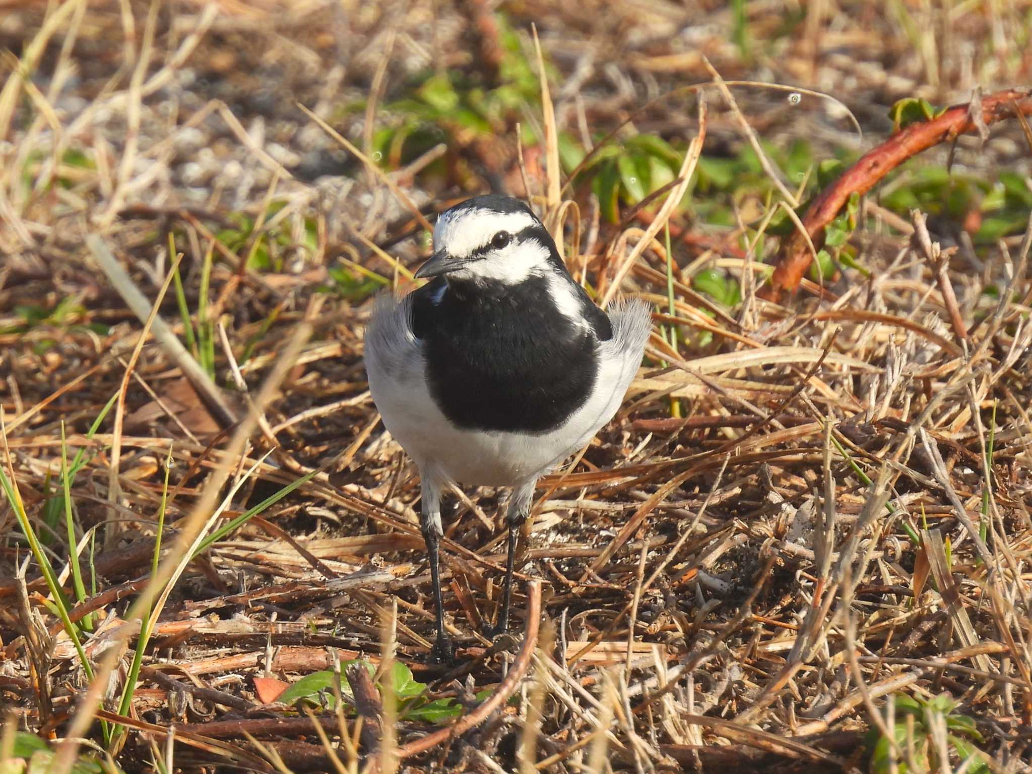 White Wagtail