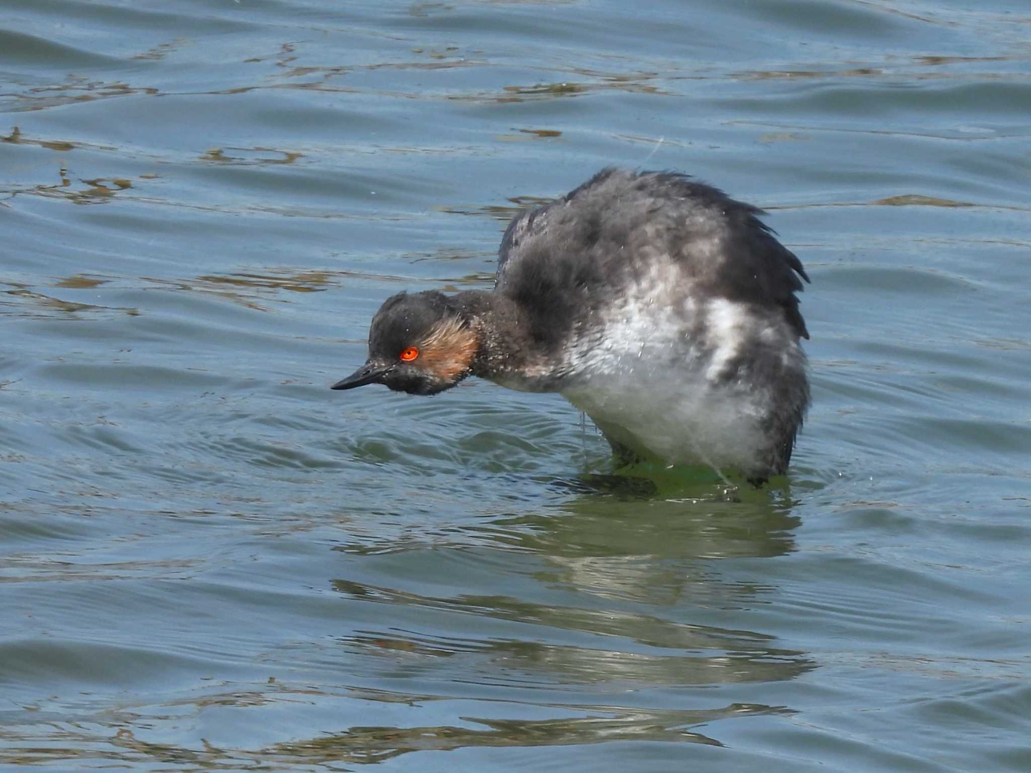 Black-necked Grebe