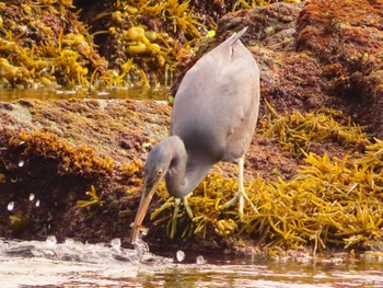 Pacific Reef Heron 真鶴岬 Tue, 4/2/2024