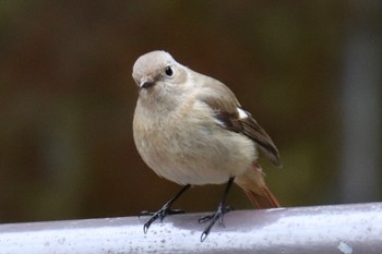 Daurian Redstart 三保念珠坂公園 Thu, 3/7/2024