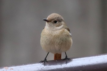 Daurian Redstart 三保念珠坂公園 Thu, 3/7/2024