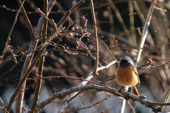 Daurian Redstart 新治市民の森 Sat, 3/2/2024