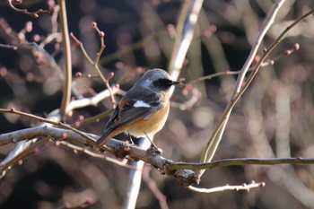 Daurian Redstart 新治市民の森 Sat, 3/2/2024