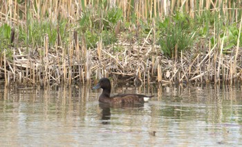 Baer's Pochard Mizumoto Park Tue, 4/2/2024